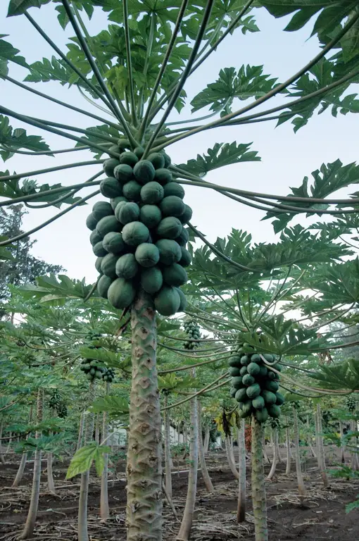 Buah pepaya yang tumbuh di pohonnya