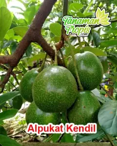 alpukat kendil