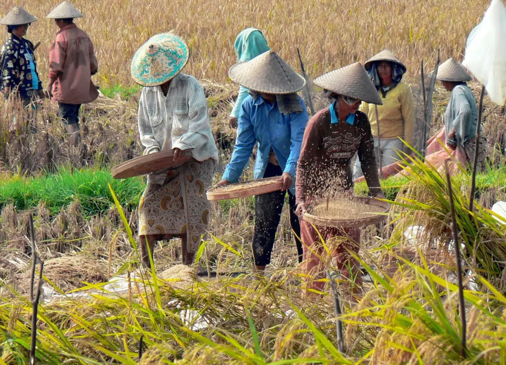 Petani sedang memanen alpukat di Indonesia