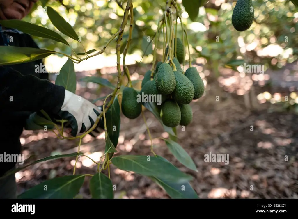 Petani sedang memanen buah alpukat pluwang yang matang