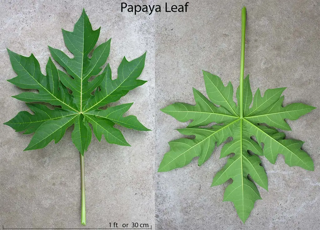 Gambar pohon pepaya dengan daun-daunnya yang menunjukkan variasi ukuran dan bentuk.