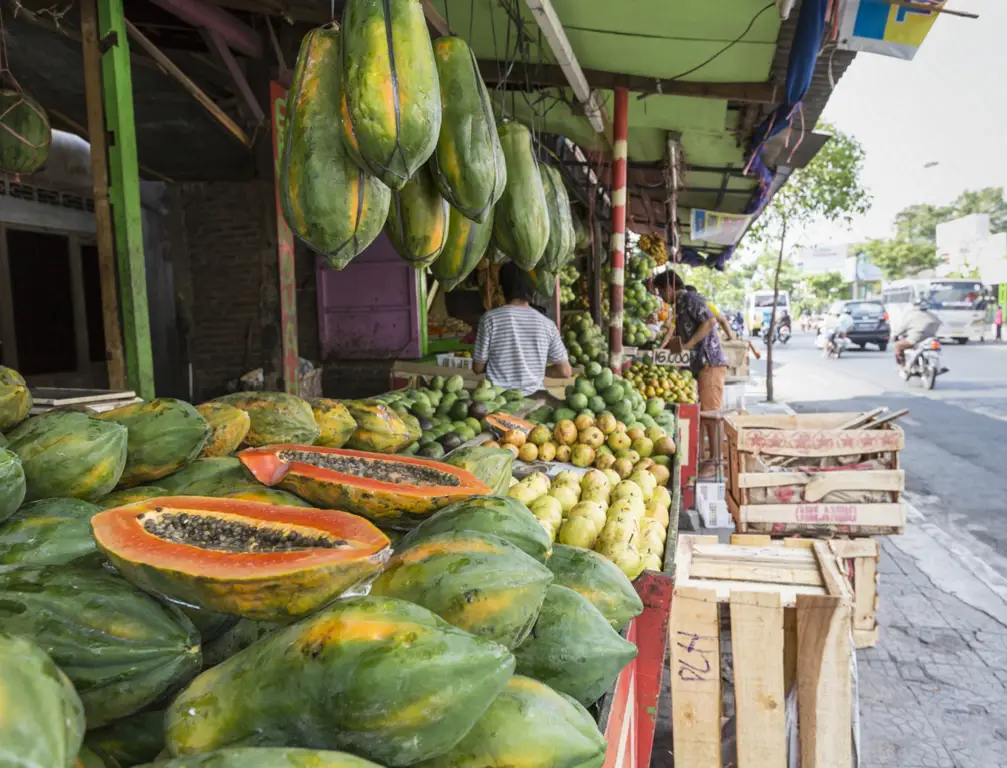 Petani sedang memanen dan mengemas pepaya california untuk dipasarkan