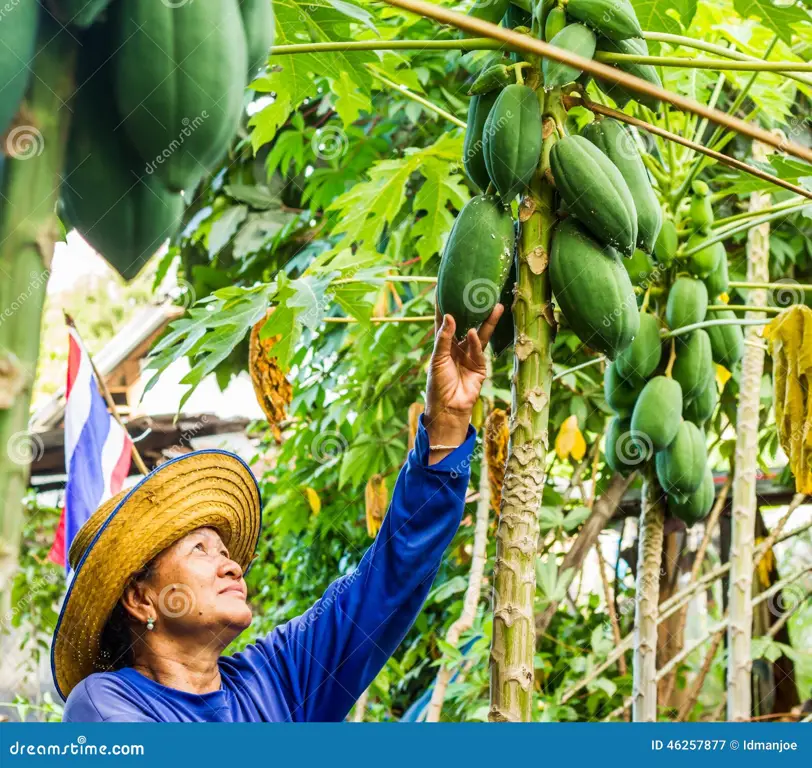 Seseorang sedang memetik buah pepaya dari pohonnya