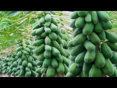 Petani sedang merawat tanaman pepaya di Indonesia