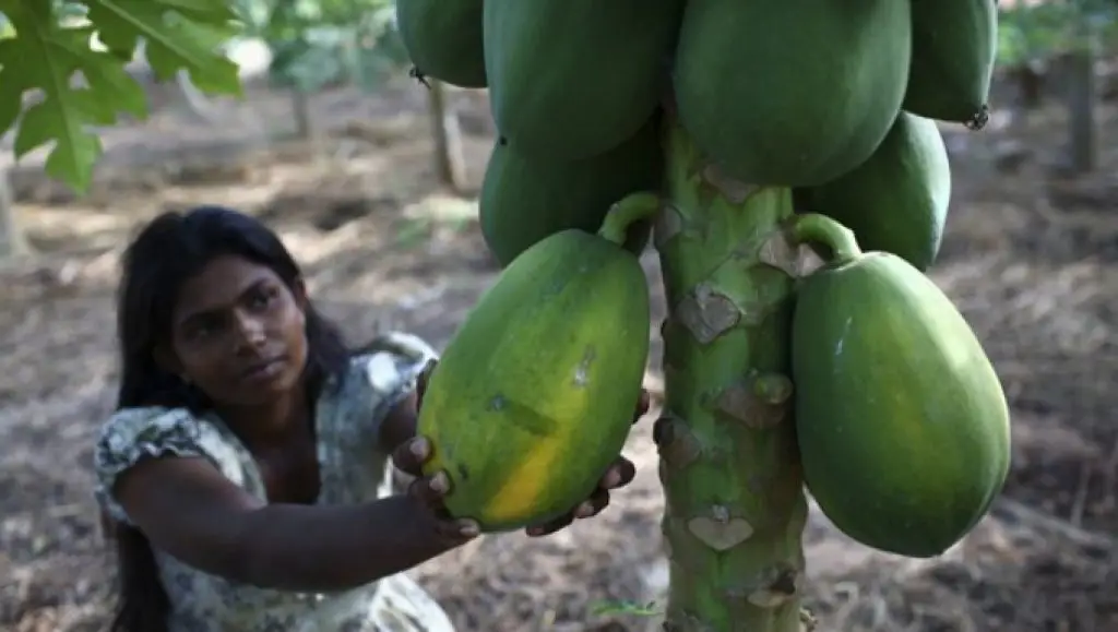 Memanen buah pepaya yang matang