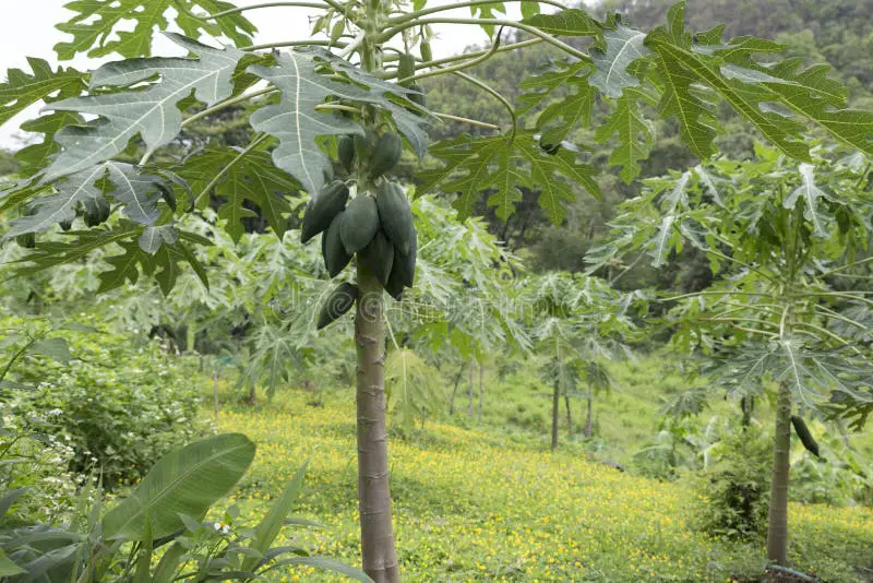 bahasa inggris buah pepaya