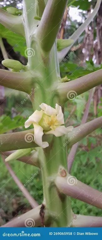 Gambar close-up bunga pepaya