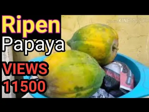 cara bikin manisan pepaya