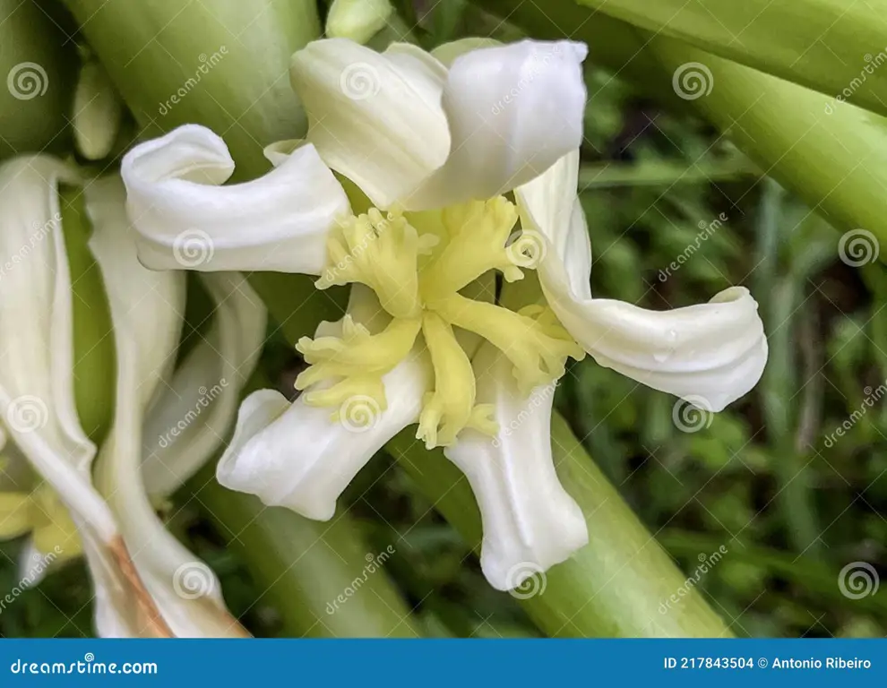 Gambar resep olahan bunga pepaya