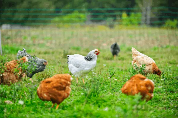 Gambar ayam yang sehat dan gemuk