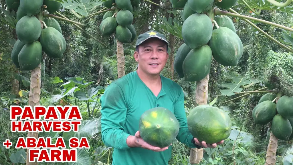 Gambar petani sedang memanen buah pepaya Jepang