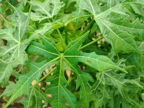 daun pepaya jepang menyebabkan kanker