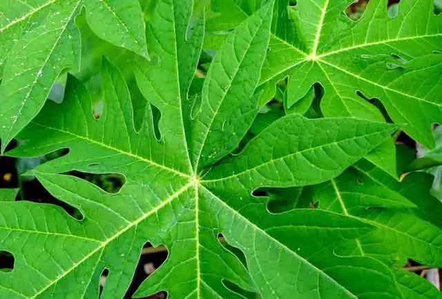 daun pepaya memiliki bentuk tulang daun