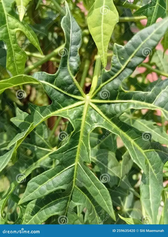 Gambar close-up daun pepaya yang menunjukan detail tulang daun