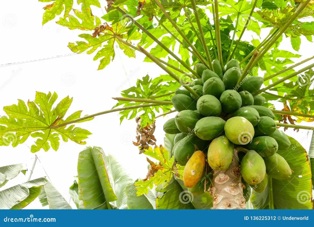 Perkebunan pepaya dengan berbagai jenis daun pepaya