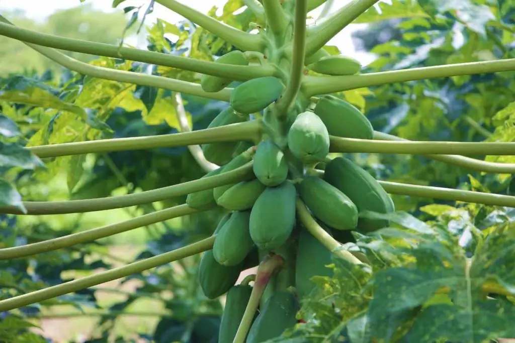 Petani memeriksa tanaman pepaya yang terserang hama atau penyakit