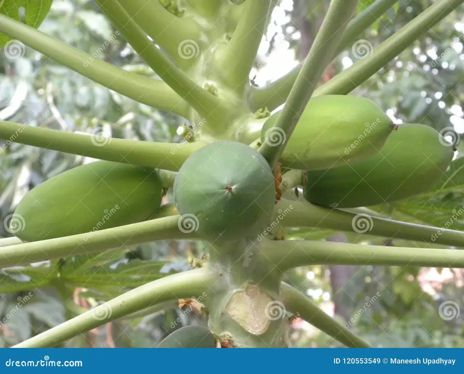 Gambar close-up pepaya mengkal yang menunjukkan tekstur dan warna kulitnya