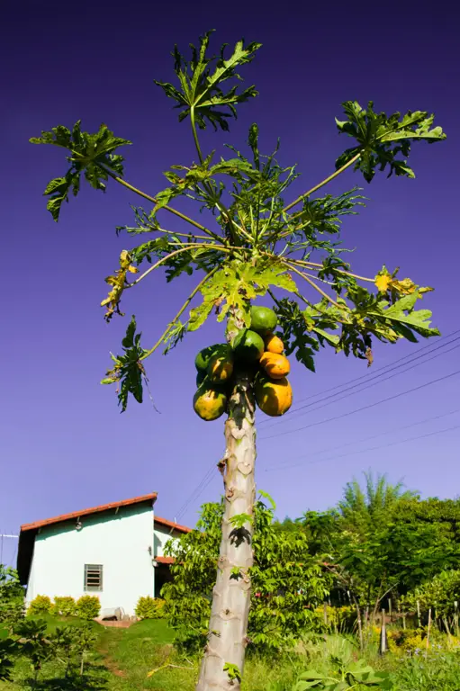 Buah pepaya yang matang di pohon