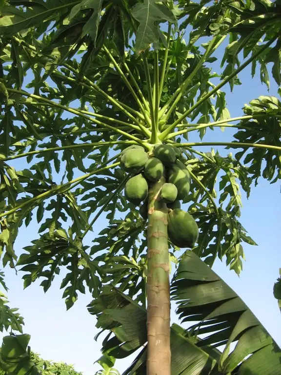 Gambar pohon pepaya yang berbuah lebat