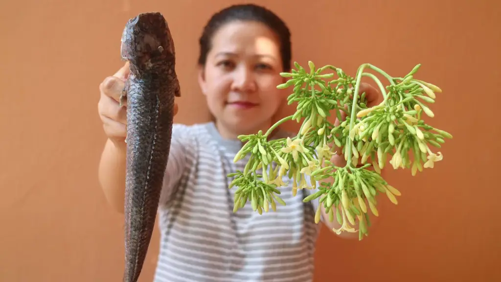 cara masak bunga pepaya biar tidak pahit