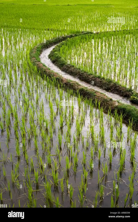 Sistem irigasi sawah padi di Aceh