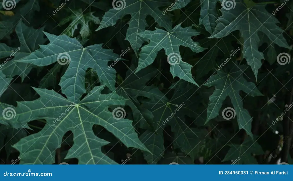 Gambar yang menunjukkan berbagai variasi bentuk dan warna daun pepaya Jepang.