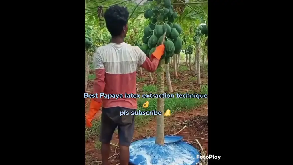 Pohon pepaya dengan getahnya