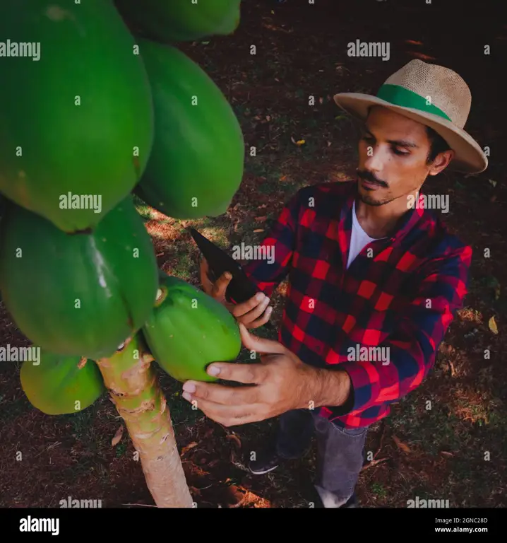 Petani sedang memanen buah pepaya yang matang