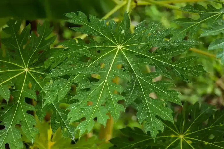 Gambar daun pepaya california yang sehat dan hijau