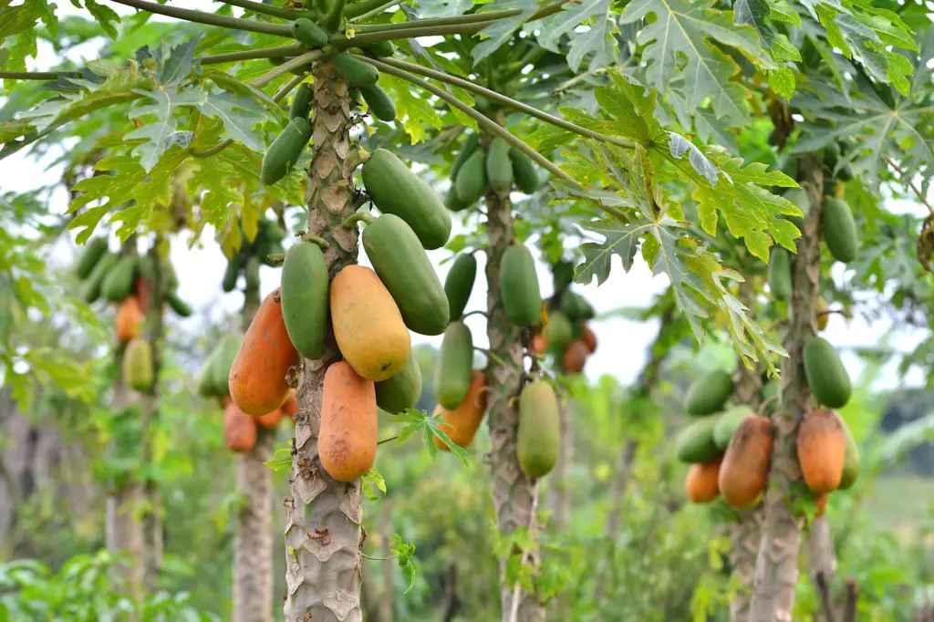 Petani sedang memanen buah pepaya yang matang.