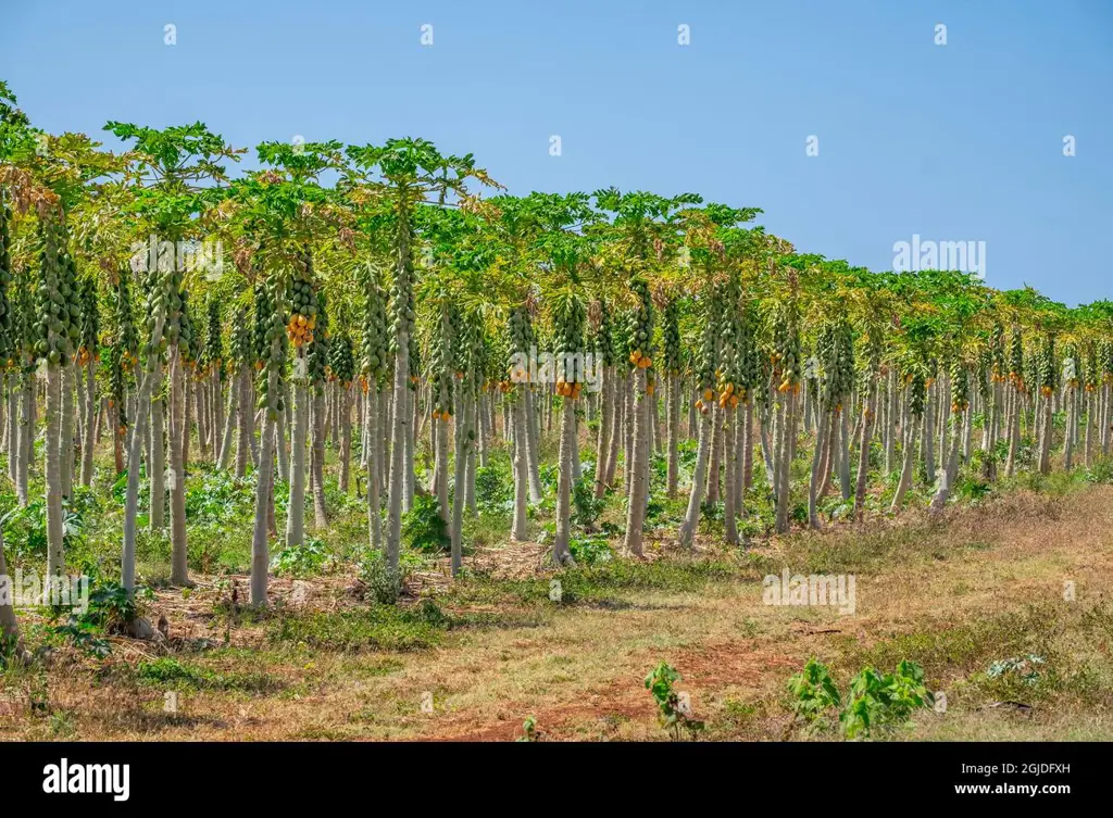 Gambar perkebunan pohon pepaya