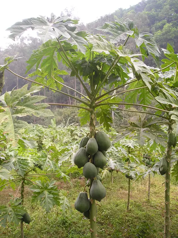 Batang pohon pepaya yang kokoh dan sehat