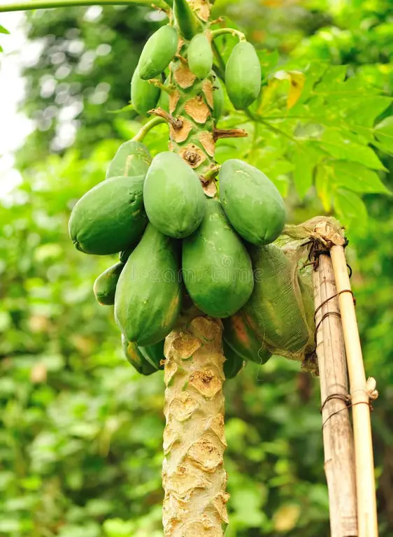 Memanen buah pepaya Calina yang matang