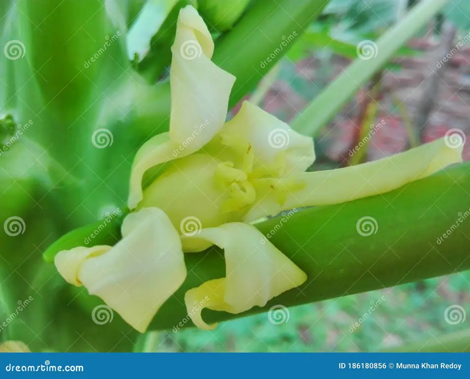 Gambar bunga dan buah pepaya yang sedang tumbuh