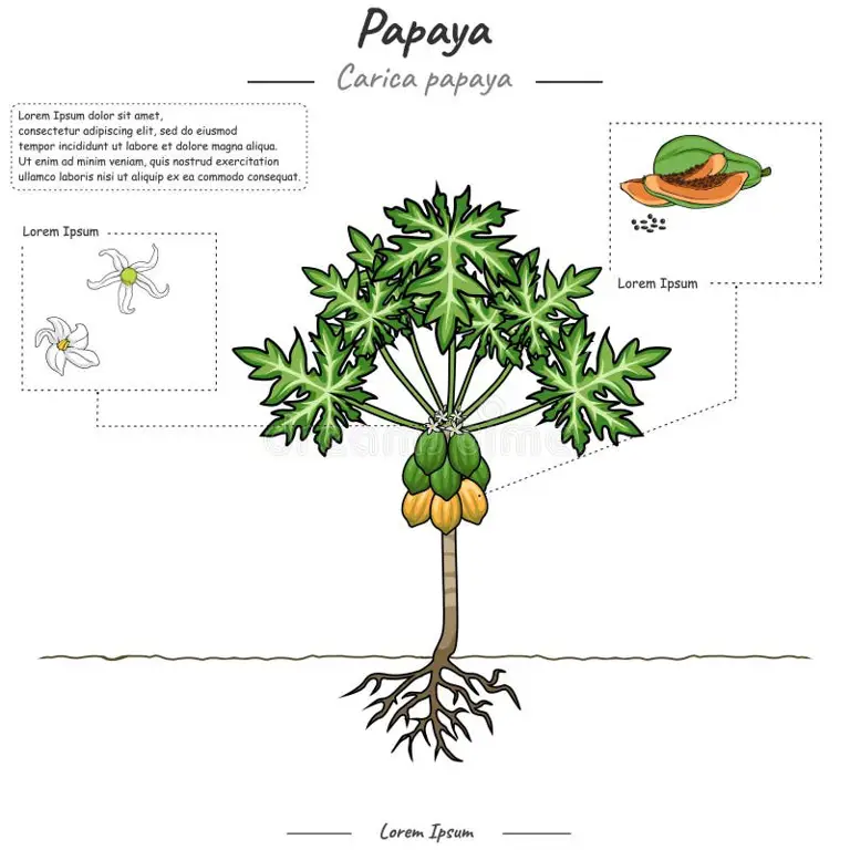 Diagram yang menunjukkan bagian-bagian pohon pepaya