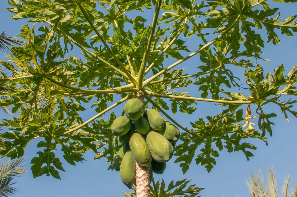 Daun dan buah pepaya yang sehat dan segar