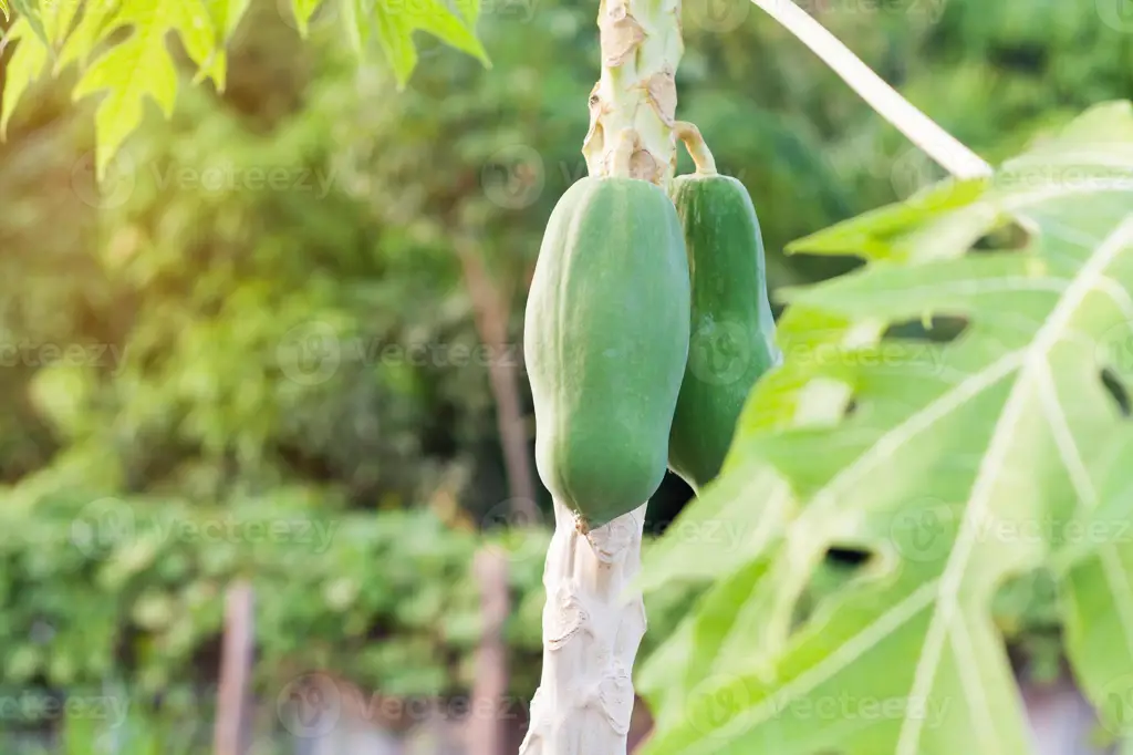 Pohon pepaya yang sehat dengan buah