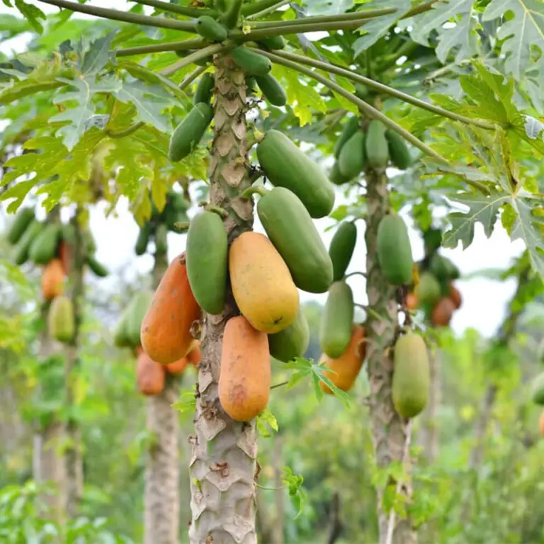 Pohon pepaya carica yang tumbuh subur di kebun