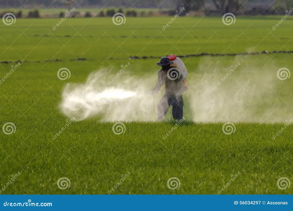 Petani sedang menyemprotkan pestisida nabati daun pepaya