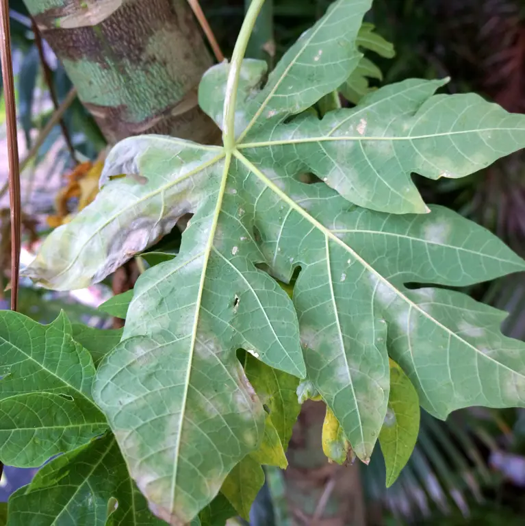 Gambar berbagai bahaya daun pepaya