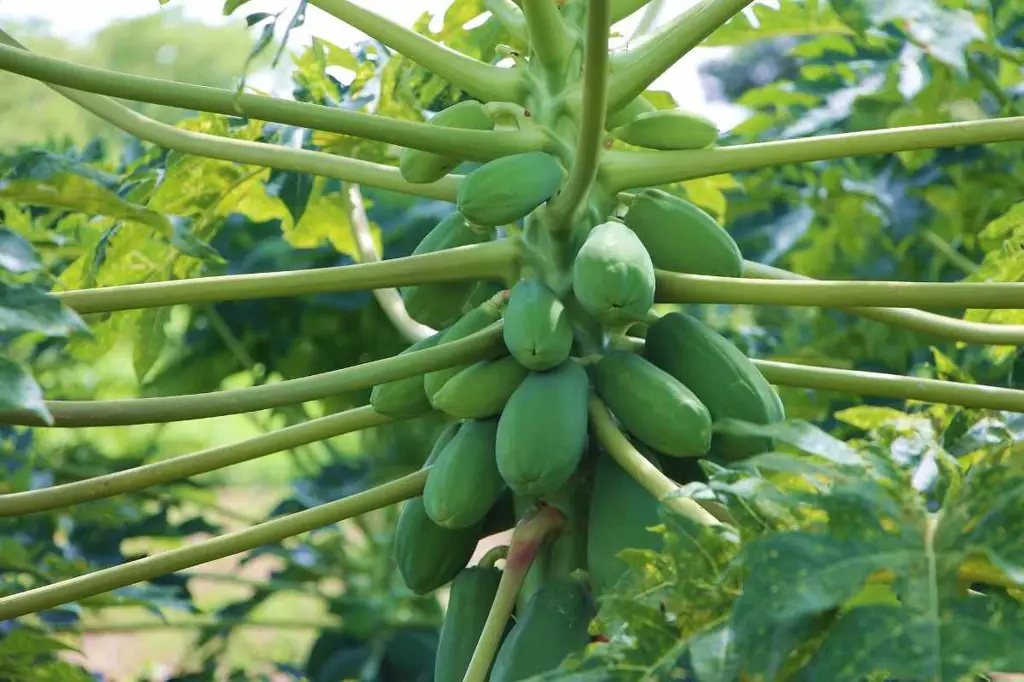 Petani memeriksa tanaman pepaya untuk mendeteksi hama dan penyakit.