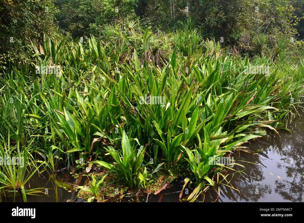 Pemandangan rawa di Indonesia, habitat potensial dari bahan baku Gombol Paya