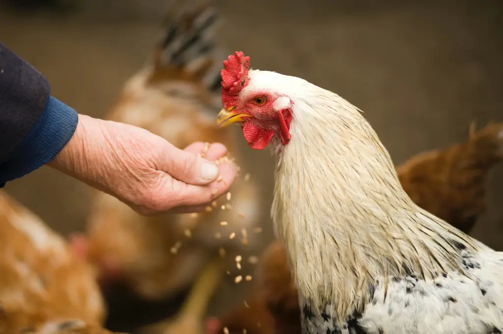 efek samping daun pepaya untuk ayam