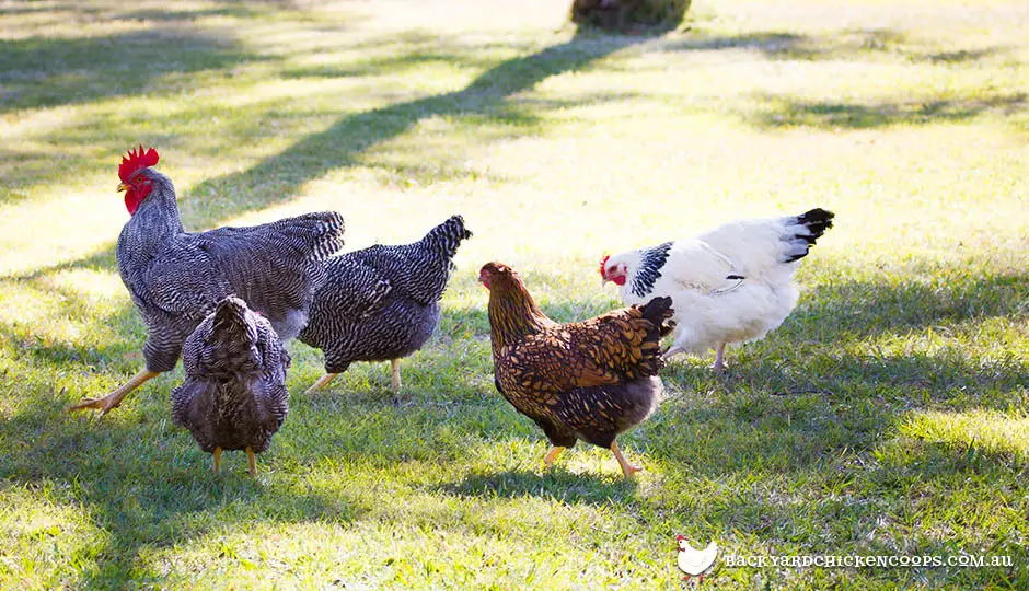 Kawanan ayam yang sehat dan aktif