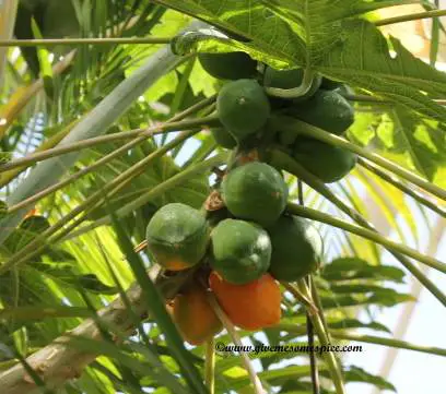 Proses pembuatan ramuan tradisional dari akar pepaya