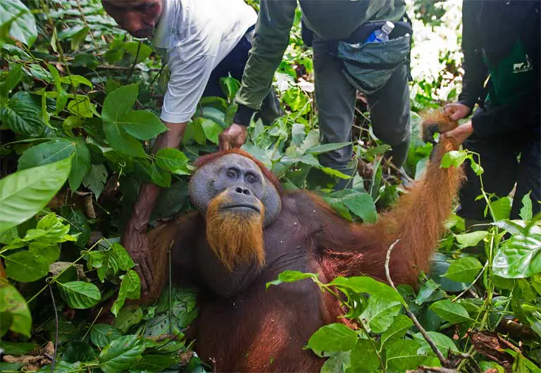 orangutan di rawa