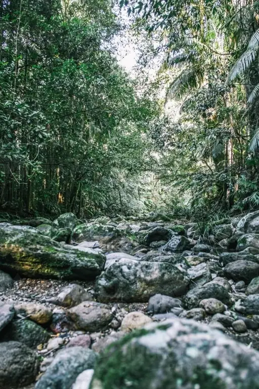 Keindahan flora dan fauna unik di hutan hujan tropis