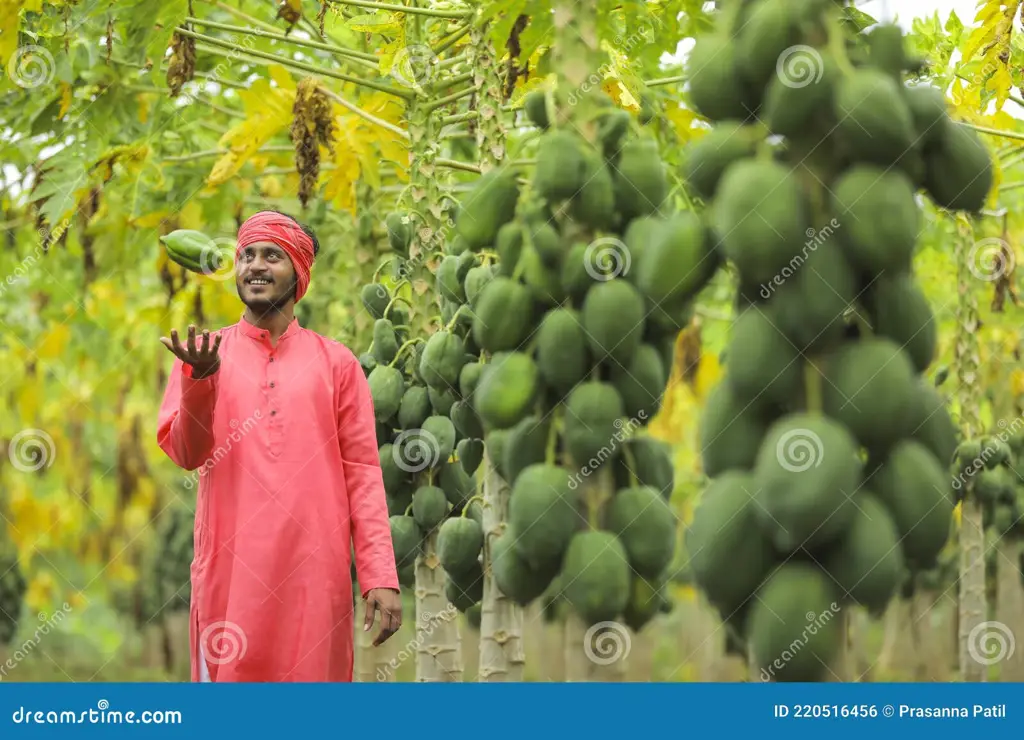 Petani sedang memanen buah pepaya