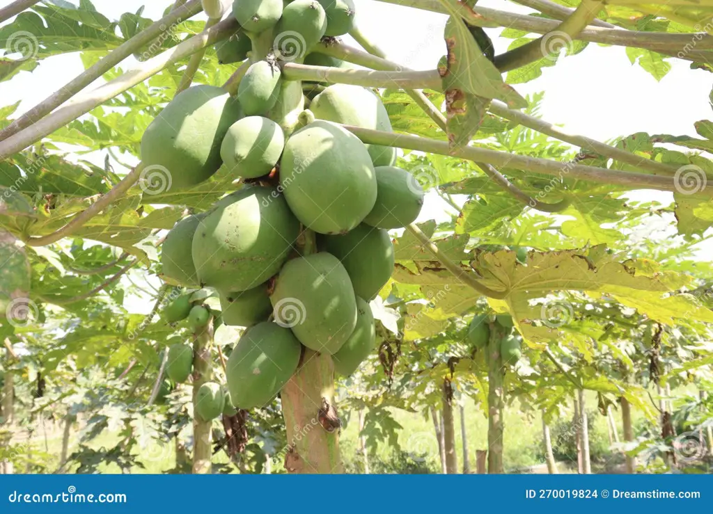 Gambar petani sedang memanen pepaya