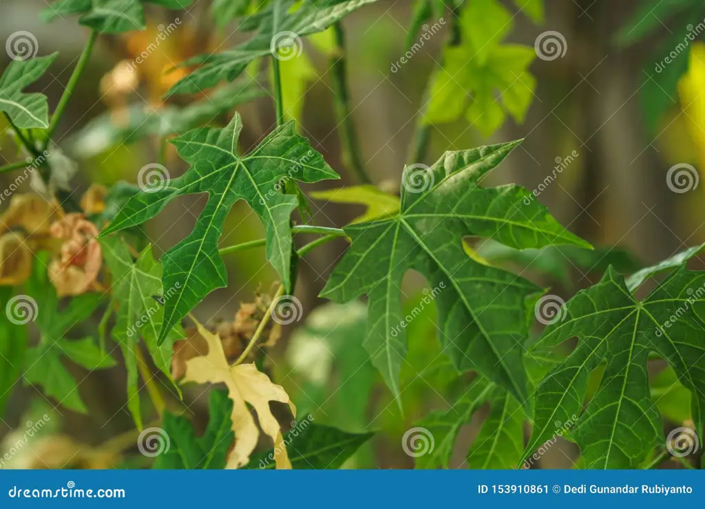 tumis daun pepaya jepang